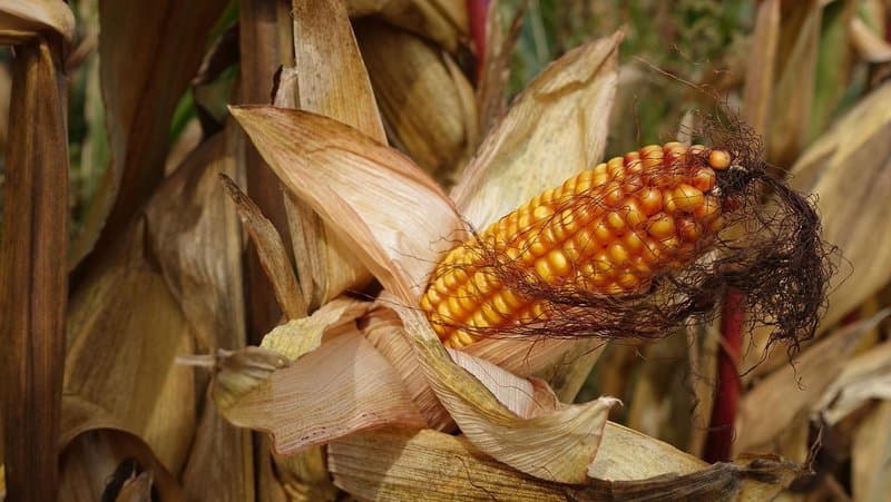 11.5 Corn