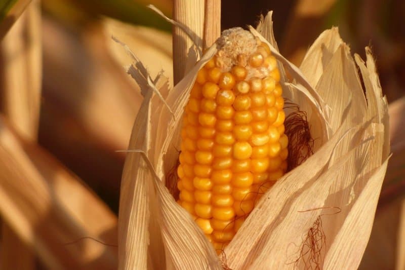 11.21 Corn