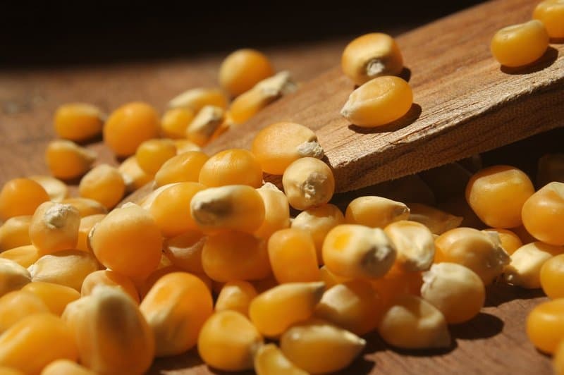10.14 Corn