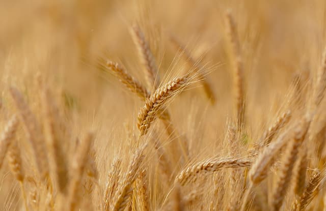 Ukraine and South American output shape agricultural markets, driving varied crop prices.