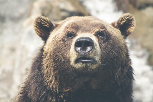 熊市看涨价差（Bearish Call Spread）是什么？熊市看涨价差有什么作用？
